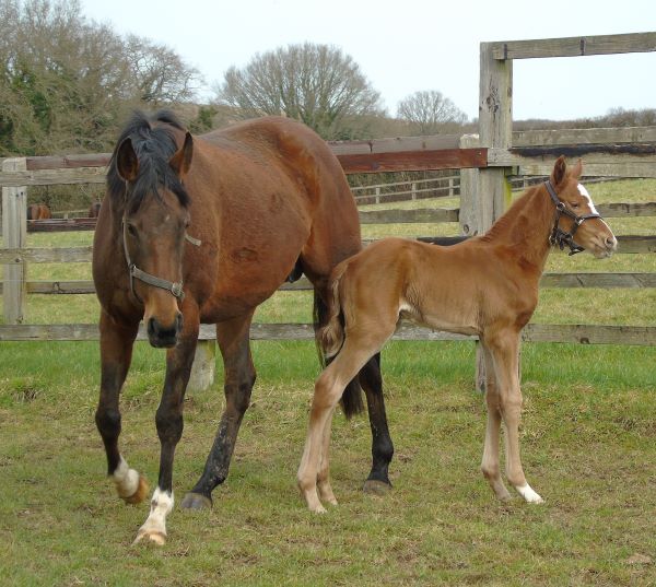 2023 filly by Sergei Prokofiev